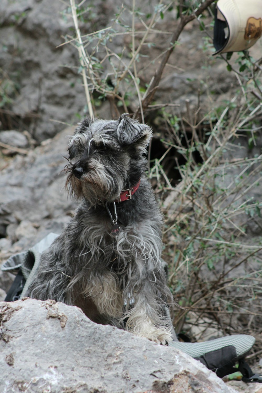 dog standing on rock