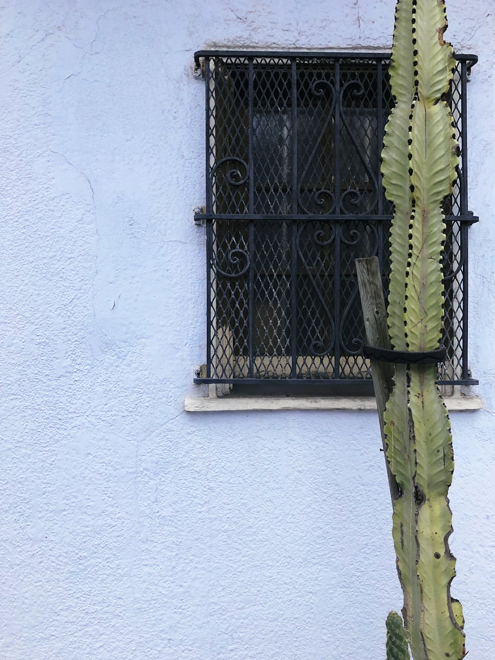green cactus plant near window grills