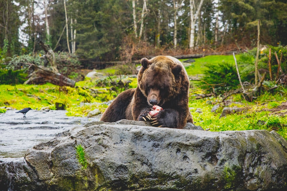brown bear lying on gray rock