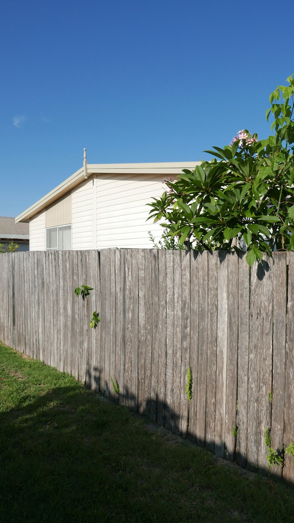 house near privacy fence and tree during day