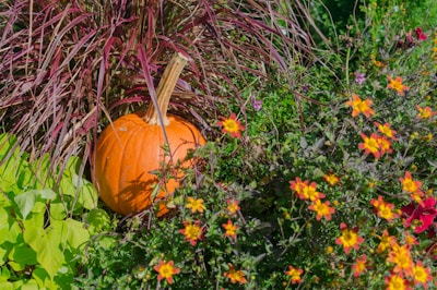 An autumn scene with colorful leaves and pumpkins.