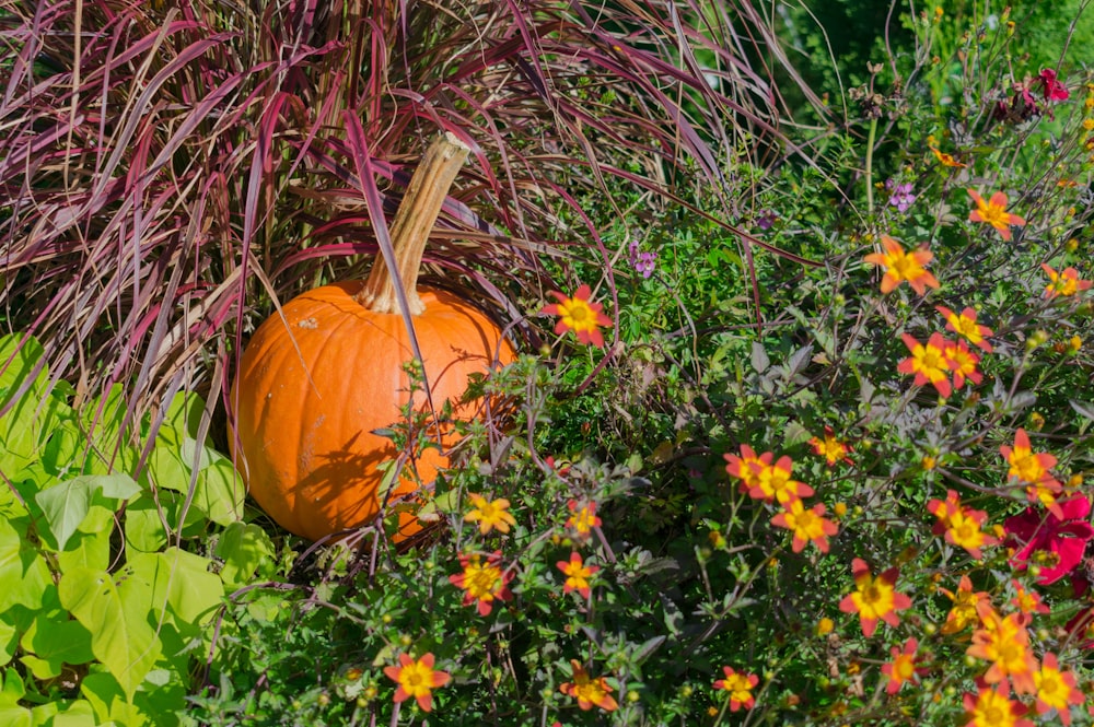 orange pumpkins surrounded by green grass and orange flowers