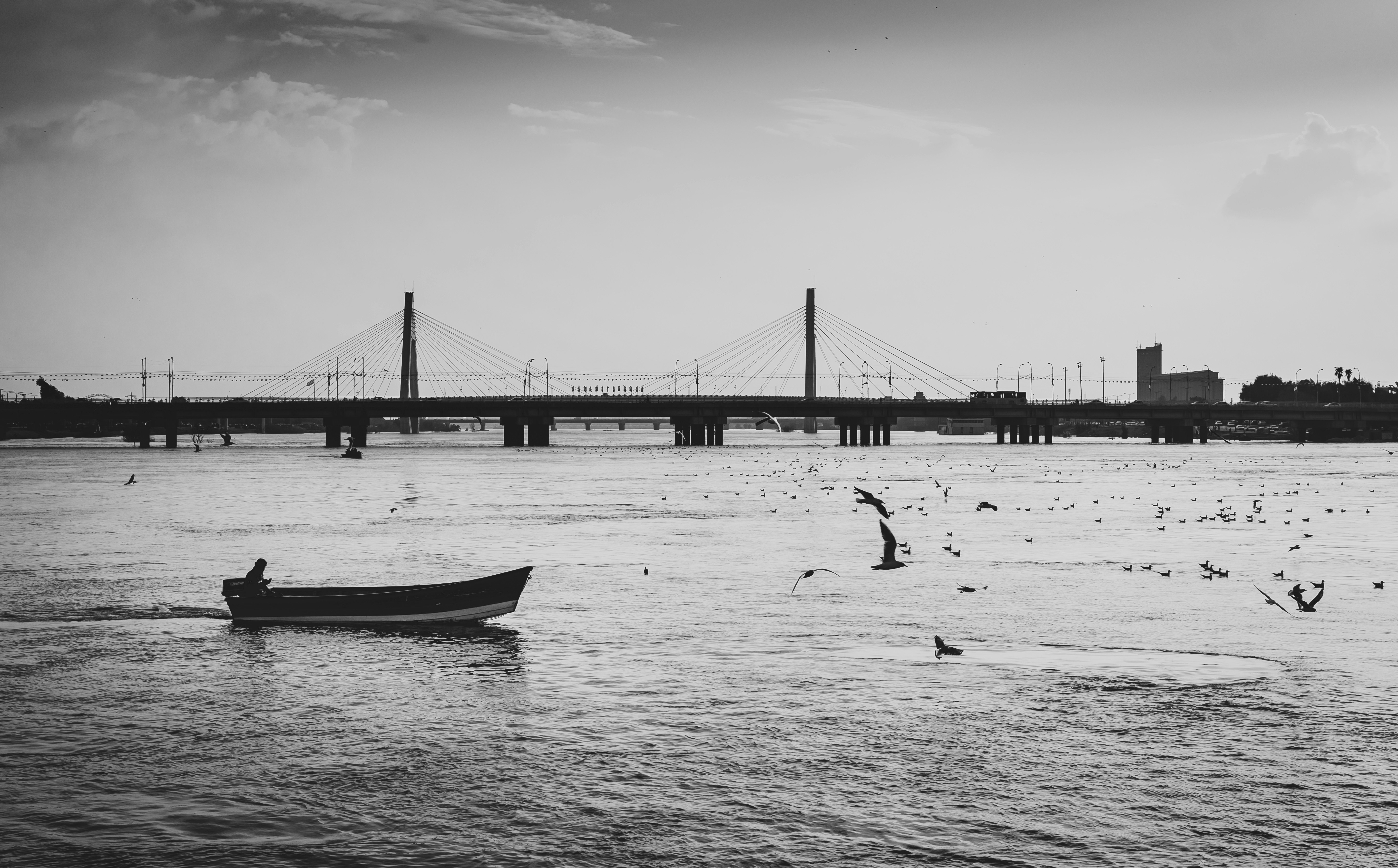 grayscale photography of birds above body of water near boat near gray cable-stayed bridge