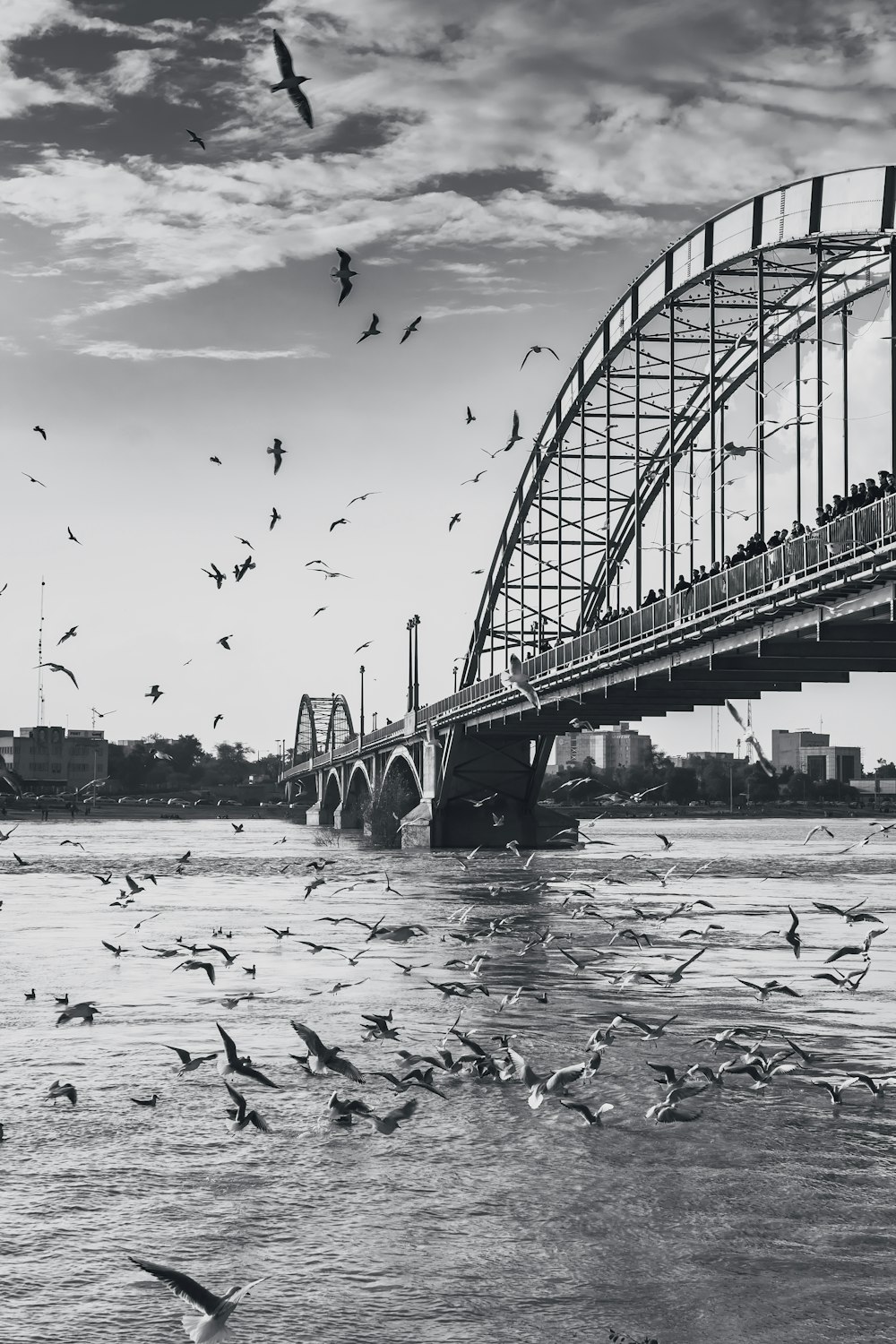 birds under bridge