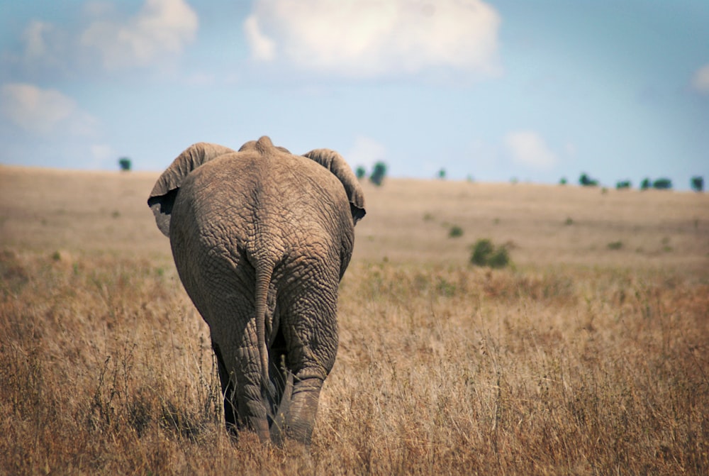 black elephant walking across brown grassland under cloudy sky