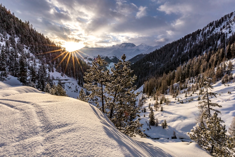 grünbelaubter Baum mit Schnee bedeckt