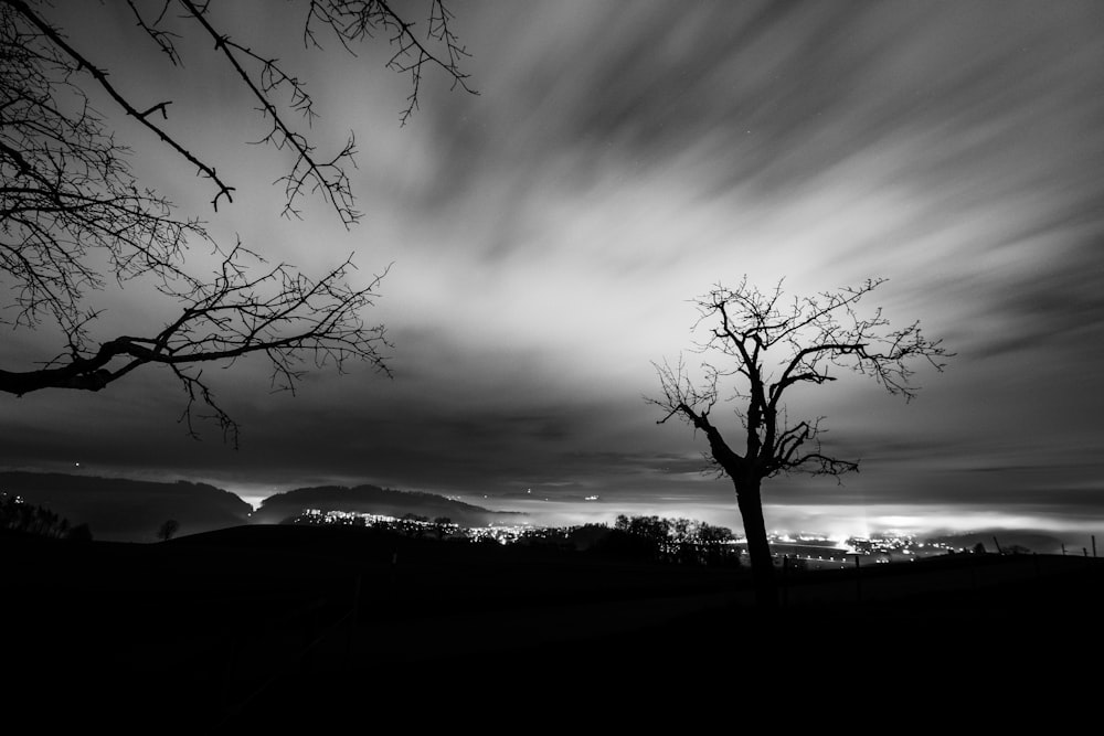 silhouette of tree under grey sky