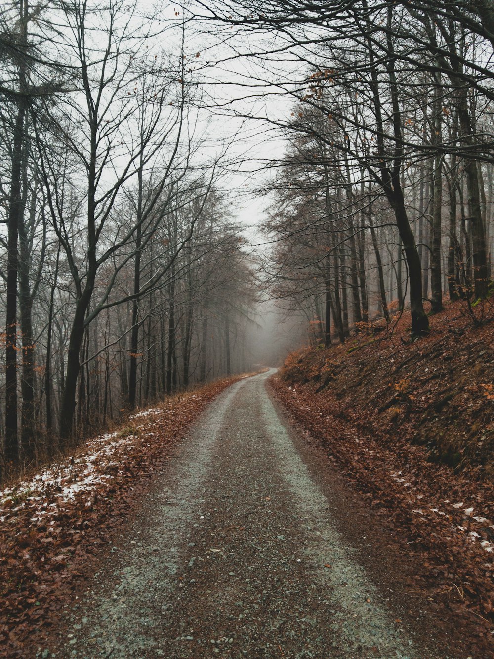 trees and pathway