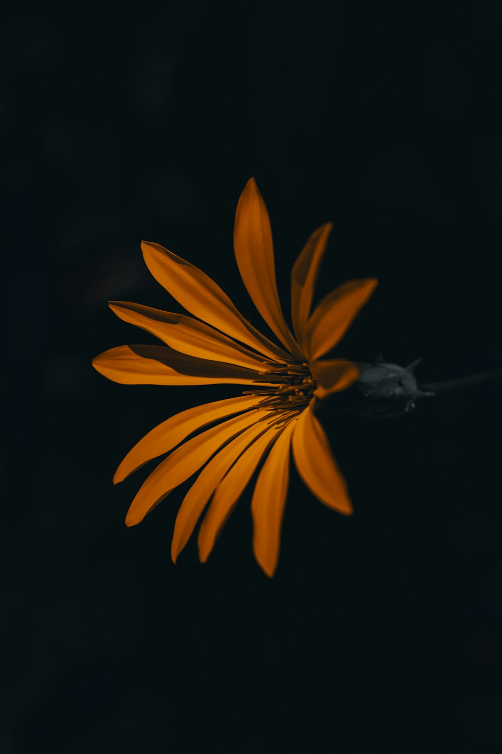 orange flower blooming in the dark