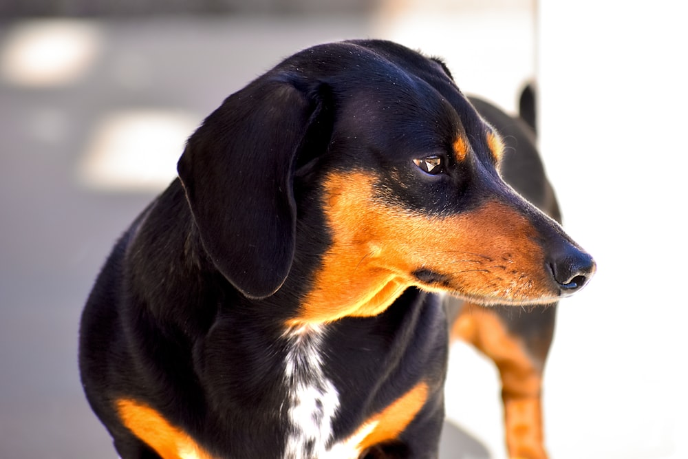 short-coated black and tan dog