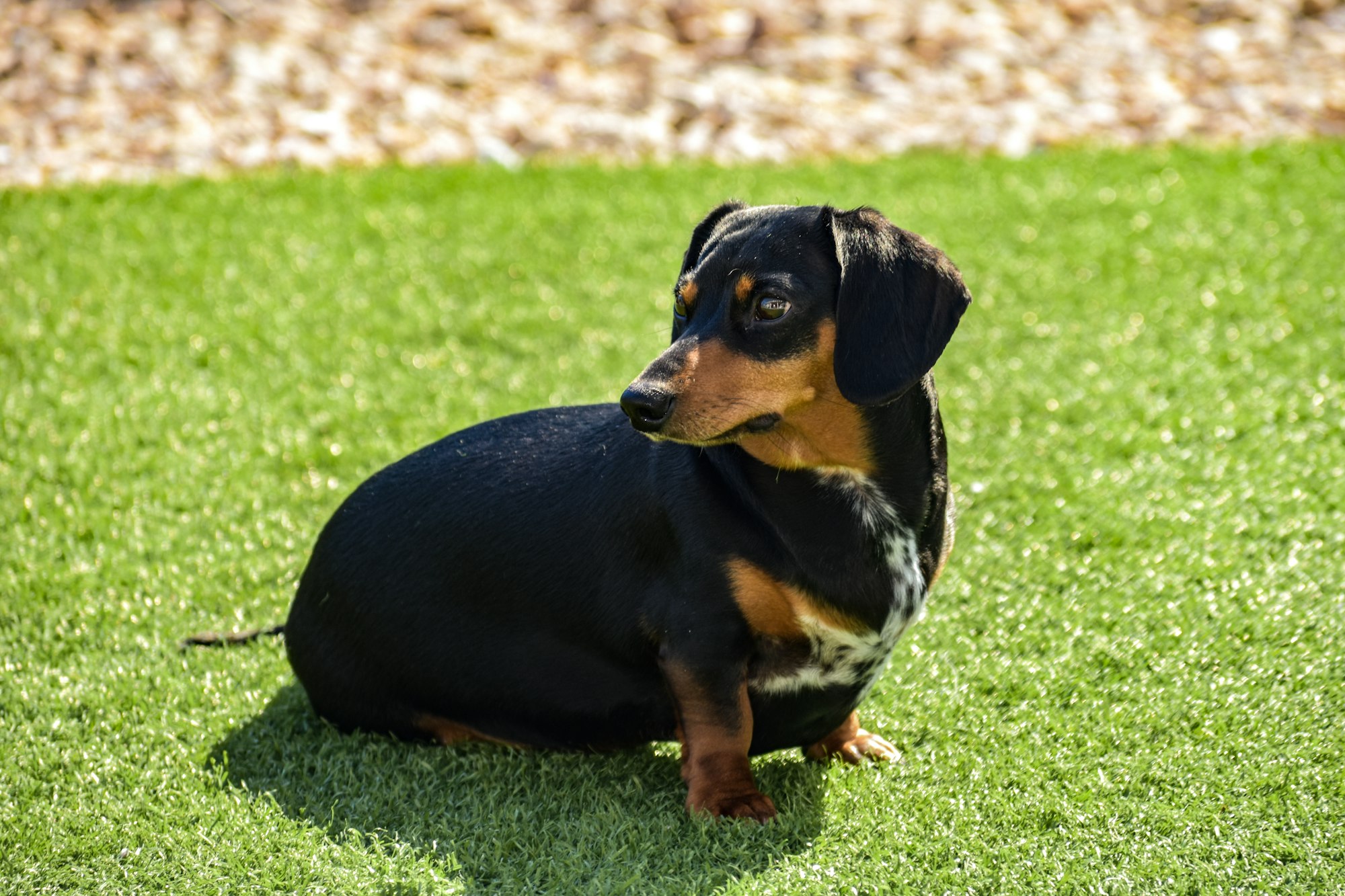 Are Dachshund Hunting Dogs