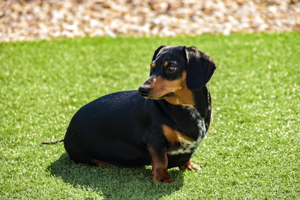 black and brown puppy