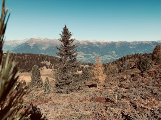 green trees with mountain background in 39030 St. Lorenzen Italy