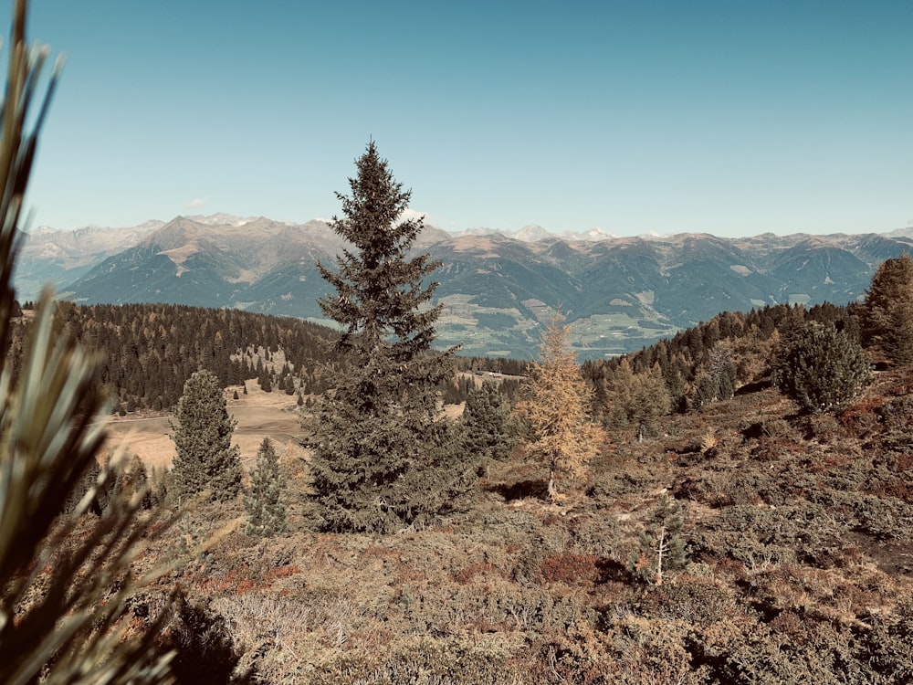 green trees with mountain background