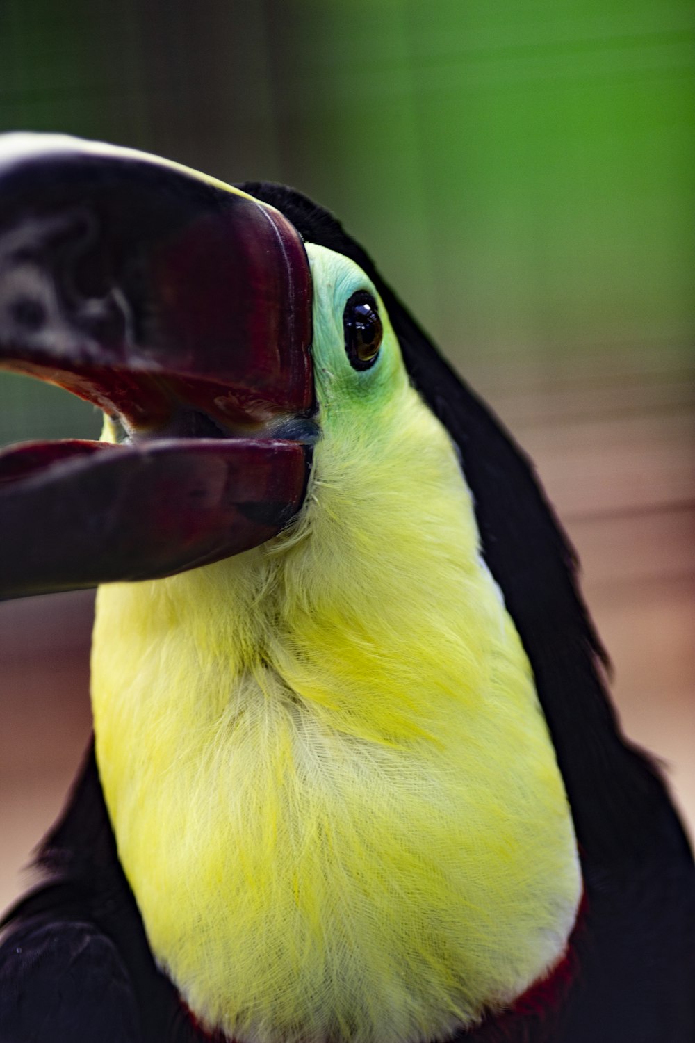 yellow and black pet bird