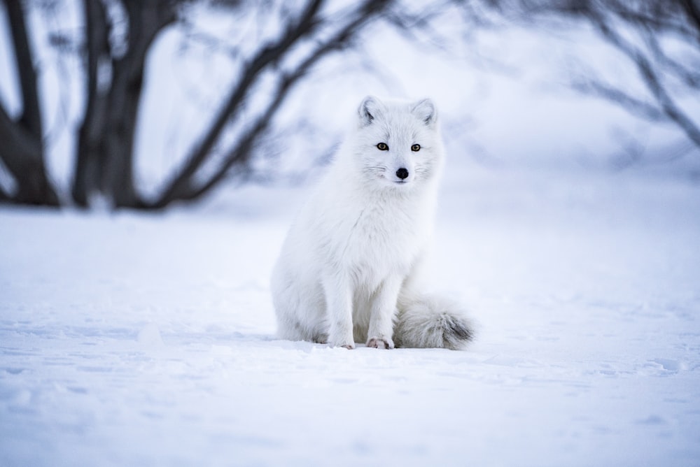 Fotografía de enfoque selectivo del lobo gris en el campo de nieve