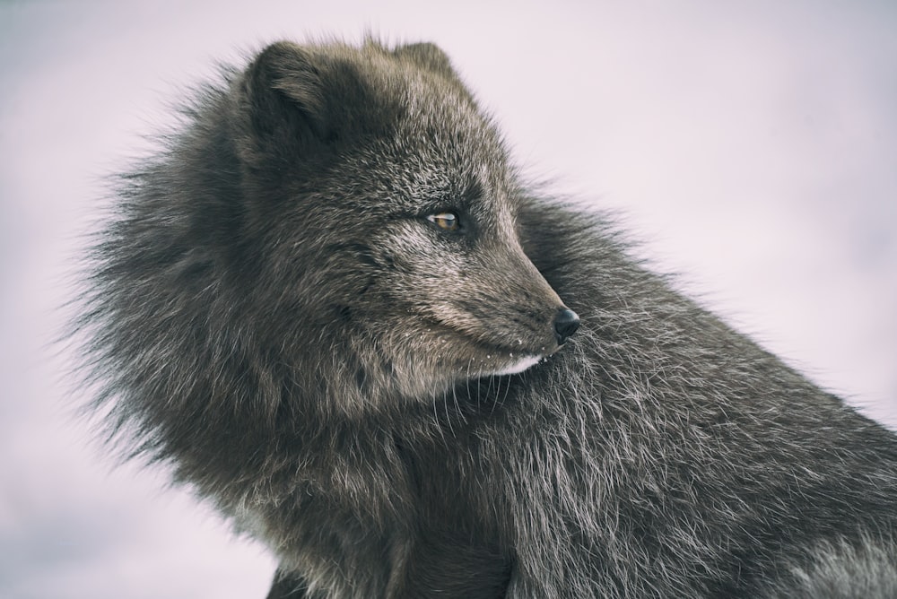 close-up photography of gray animal