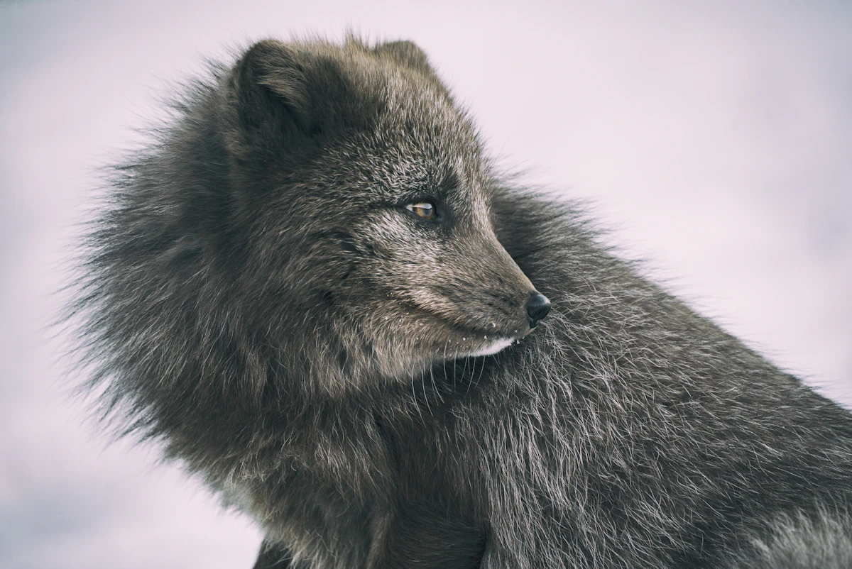 How to Use a Random Animal Generator