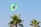 A Brazilian flag waves prominently on a flagpole, set against a clear blue sky. Below the flag are several palm trees with lush green fronds.