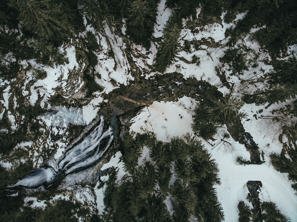 松の木に囲まれた雪に覆われた地面
