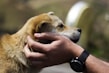 Close-up of a dog being gently brushed by its owner