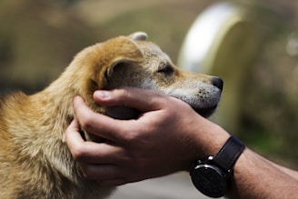 A person gently holds a dog's head with both hands. The dog has light brown fur and appears calm and content. The background is blurred, focusing attention on the interaction.