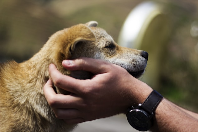A person gently holds a dog's head with both hands. The dog has light brown fur and appears calm and content. The background is blurred, focusing attention on the interaction.