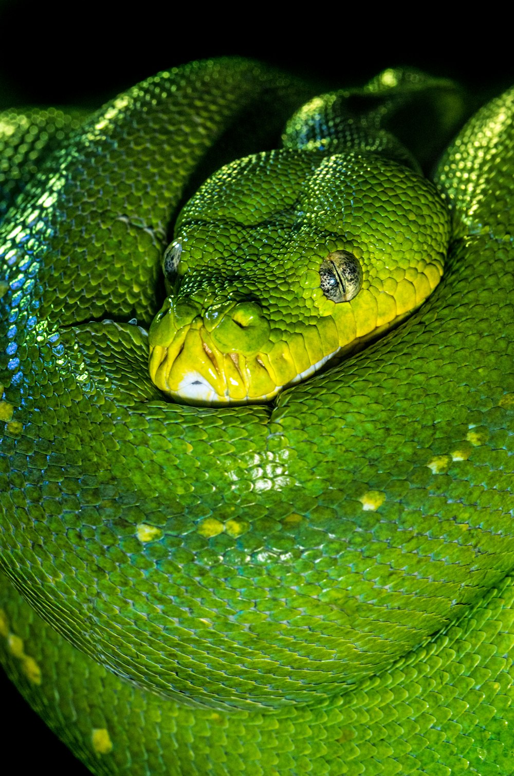 Serpiente verde