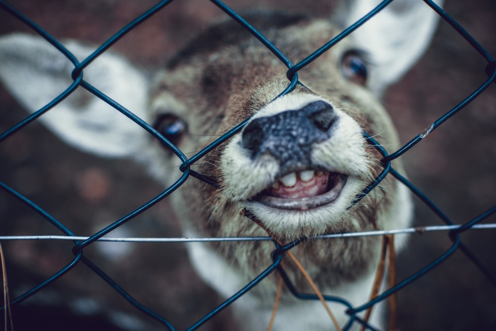 selective focus photography of goat