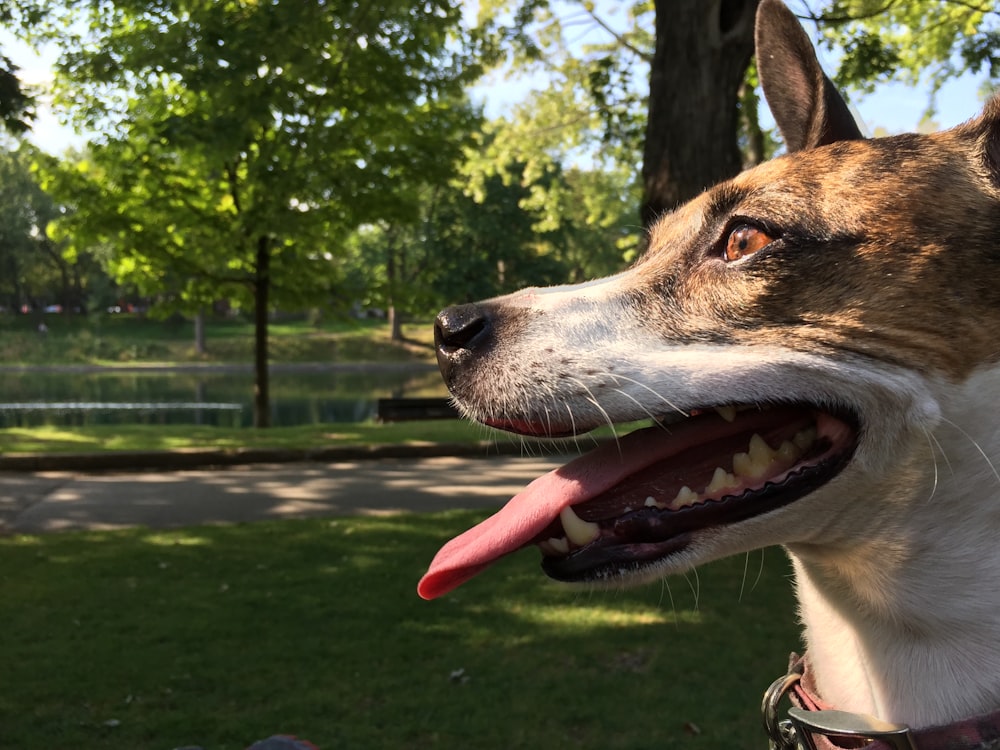 selective focus photography of short-coated tan and white dog showing tongue near body of water