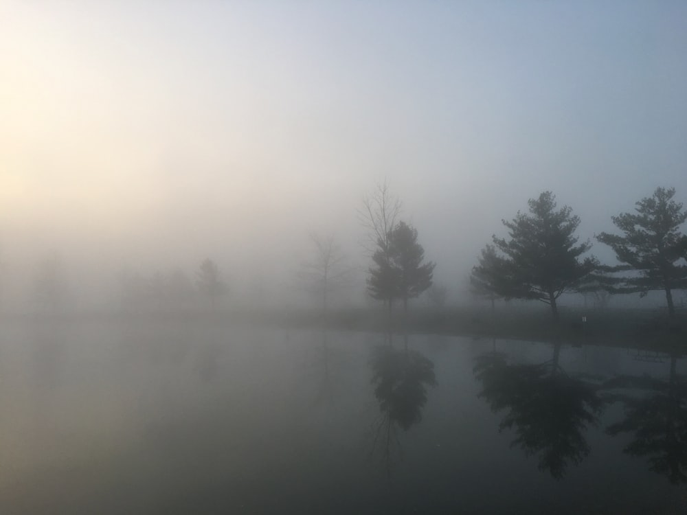 body of water near trees