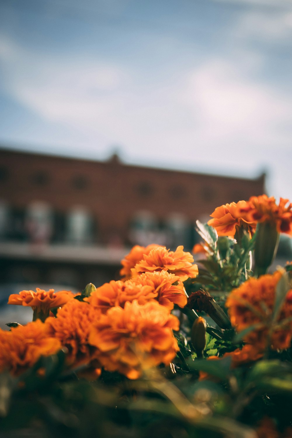 주황색 꽃잎이 달린 꽃의 초점 사진