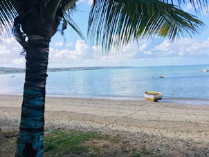 white and brown jon boat on beach during daytime