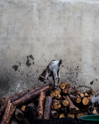 Close-up of raw goat hides freshly preserved and stacked.