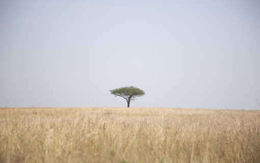 tree beside field of grass