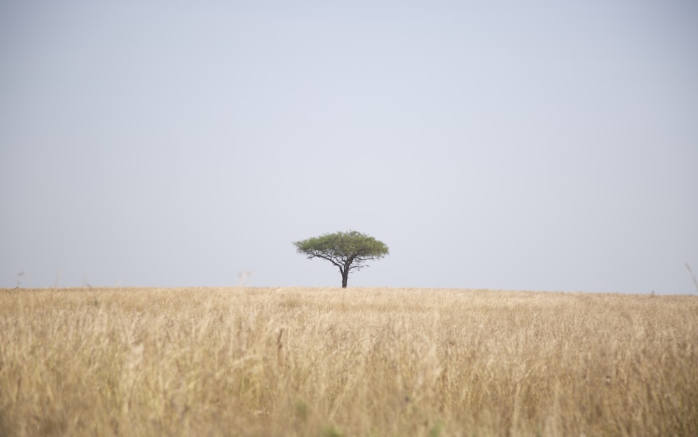 Baum neben Grasfeld