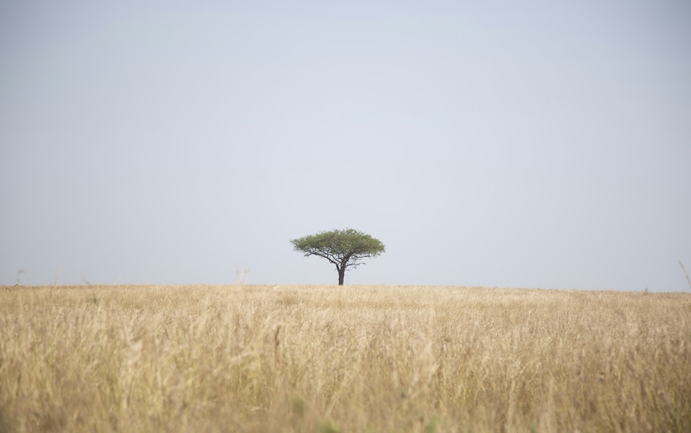 Arbre au bord d'un champ agricole