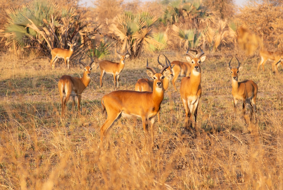 Startled Antelope