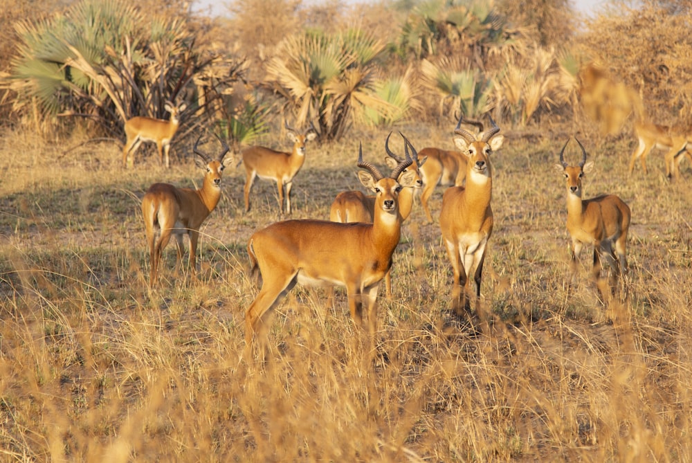 groupe d’antilopes sur le terrain pendant la journée