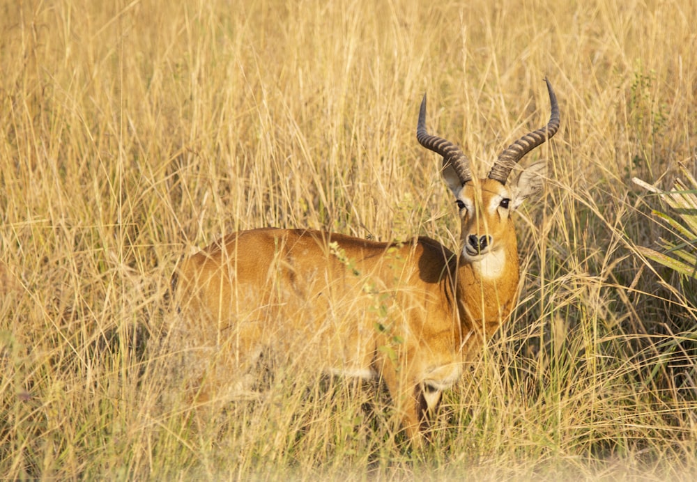 brown deer on grass field at daytime