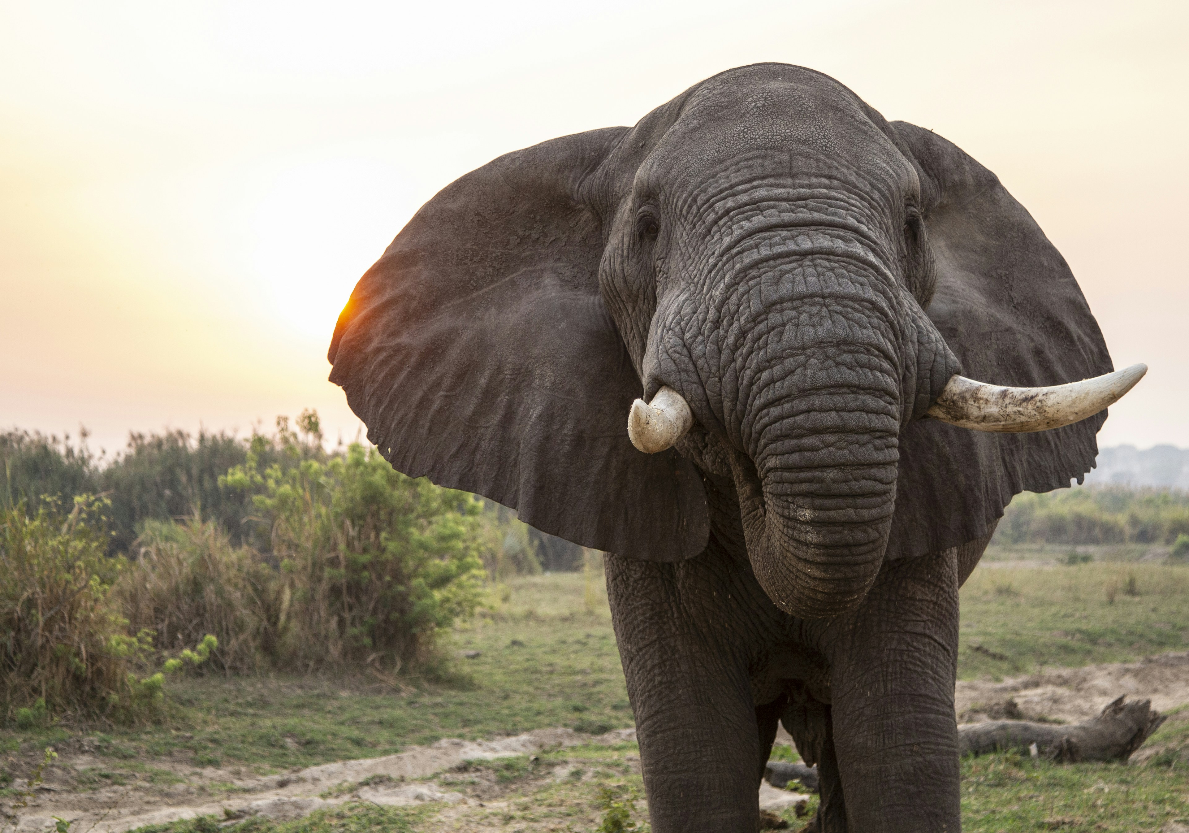 The tricky art of elephant eating