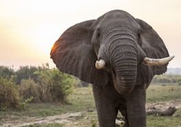 Elephant ougandais
