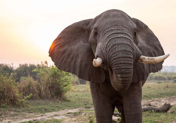 an elephant facing the viewer with a grassy landscape in the background