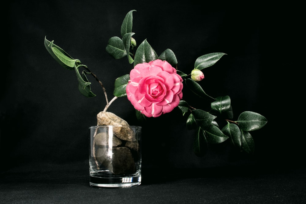 pink-petaled flower on glass