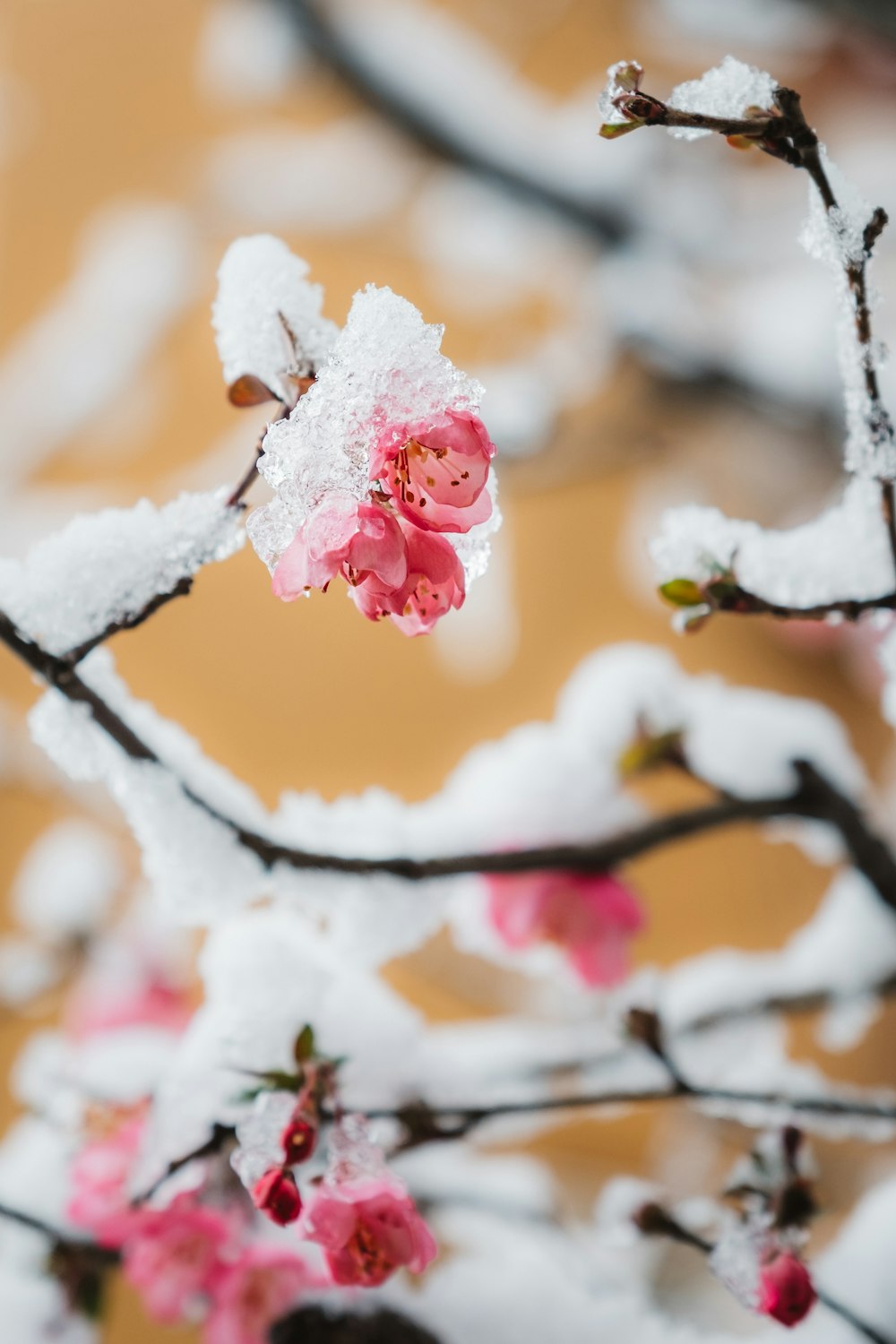 selective focus photography of pink flower