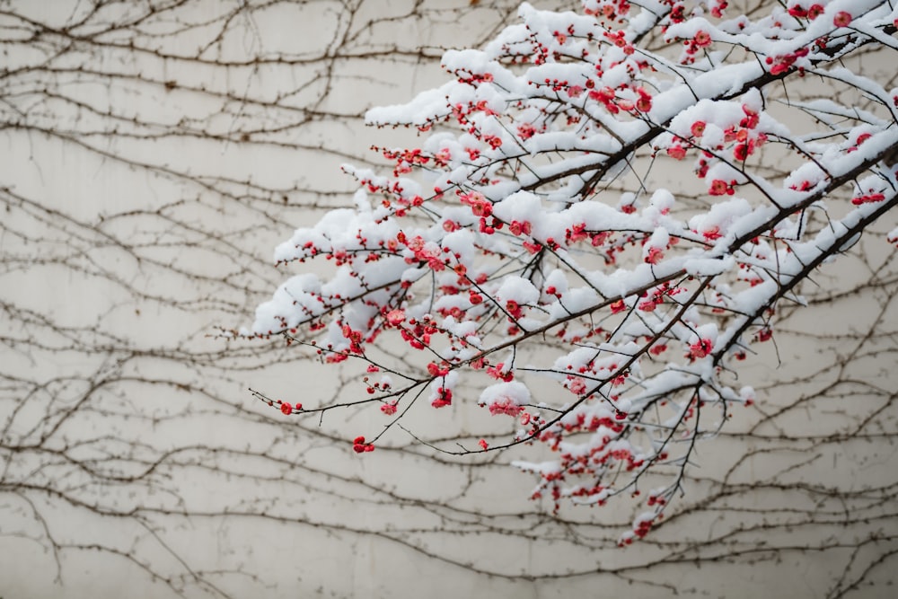 petaled flower filled with snow