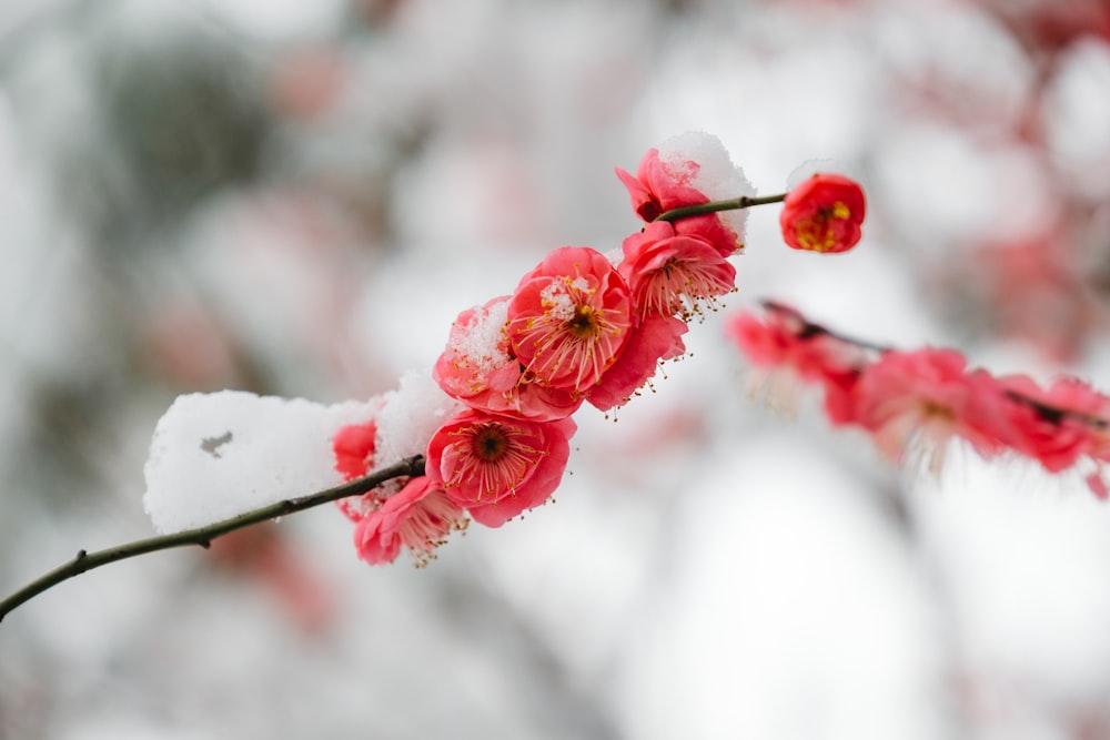 selective-focus photograph of pink flower