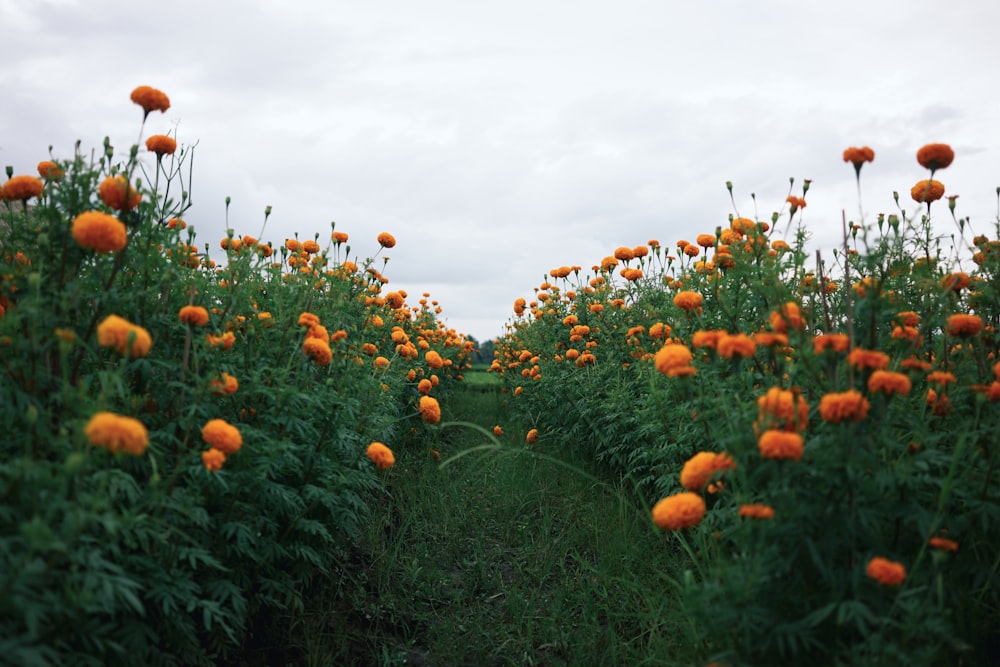 orange petaled flowers