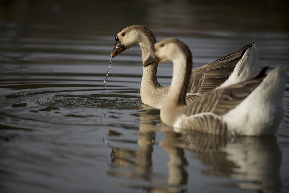 two brown-and-white ducks on body of water