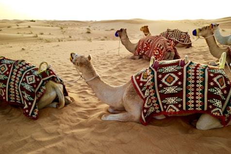 herd of camel sitting on desert sand